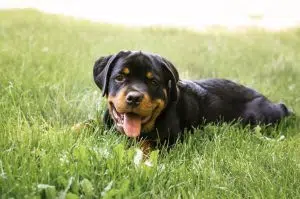 les maladies du rottweiler