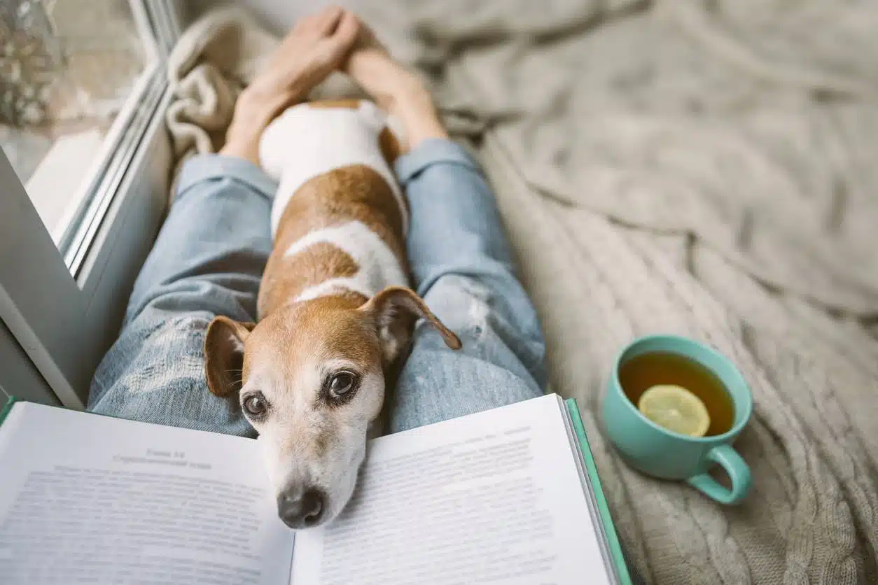 vétérinaire chien stress