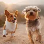 Les races de chiens : guide complet pour choisir le compagnon idéal