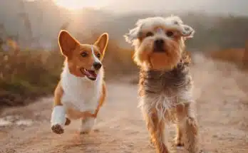 Les races de chiens : guide complet pour choisir le compagnon idéal