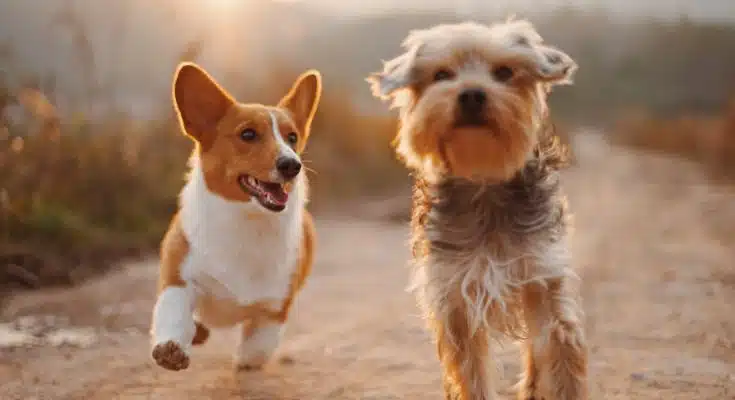 Les races de chiens : guide complet pour choisir le compagnon idéal