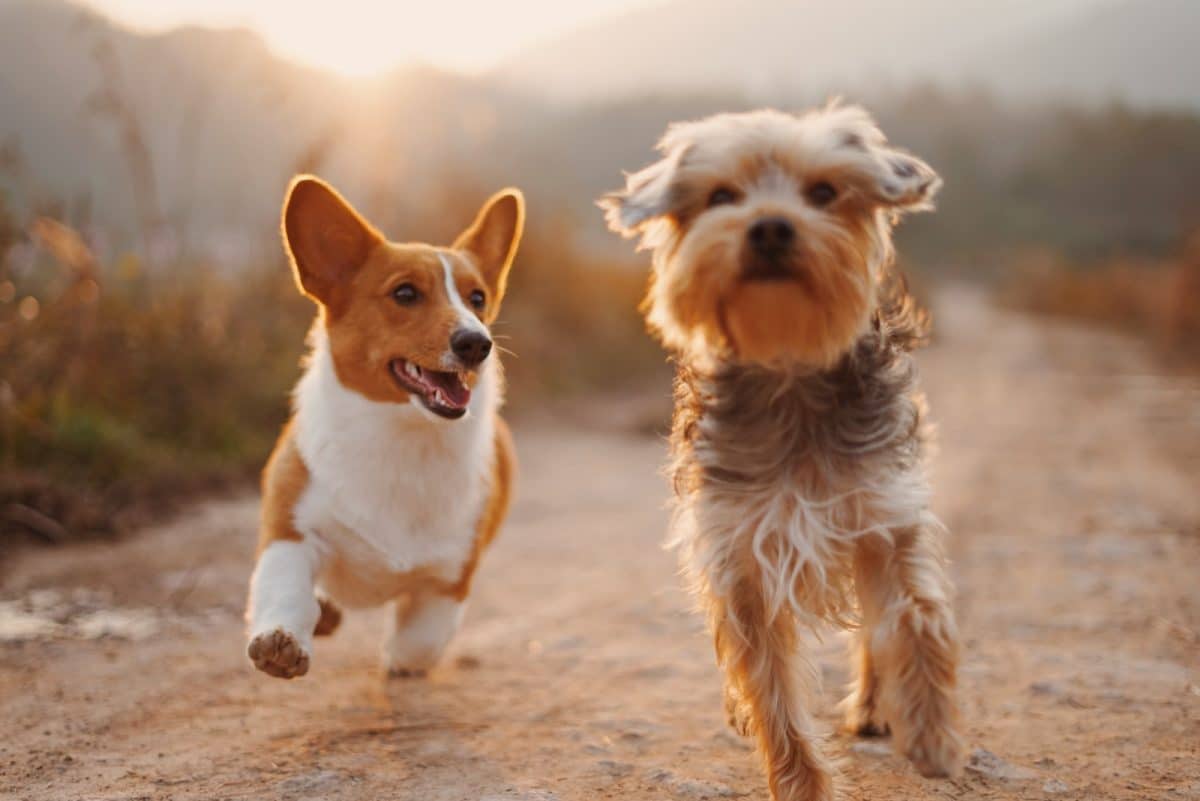 Les races de chiens : guide complet pour choisir le compagnon idéal