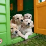 Chenil, box, enclos : quel est le meilleur pour mon chien ?