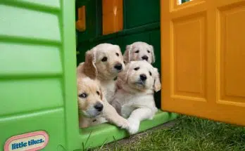 Chenil, box, enclos : quel est le meilleur pour mon chien ?