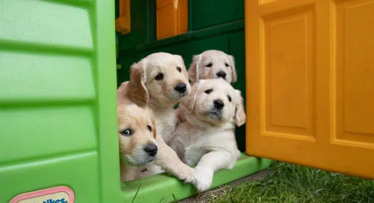 Chenil, box, enclos : quel est le meilleur pour mon chien ?