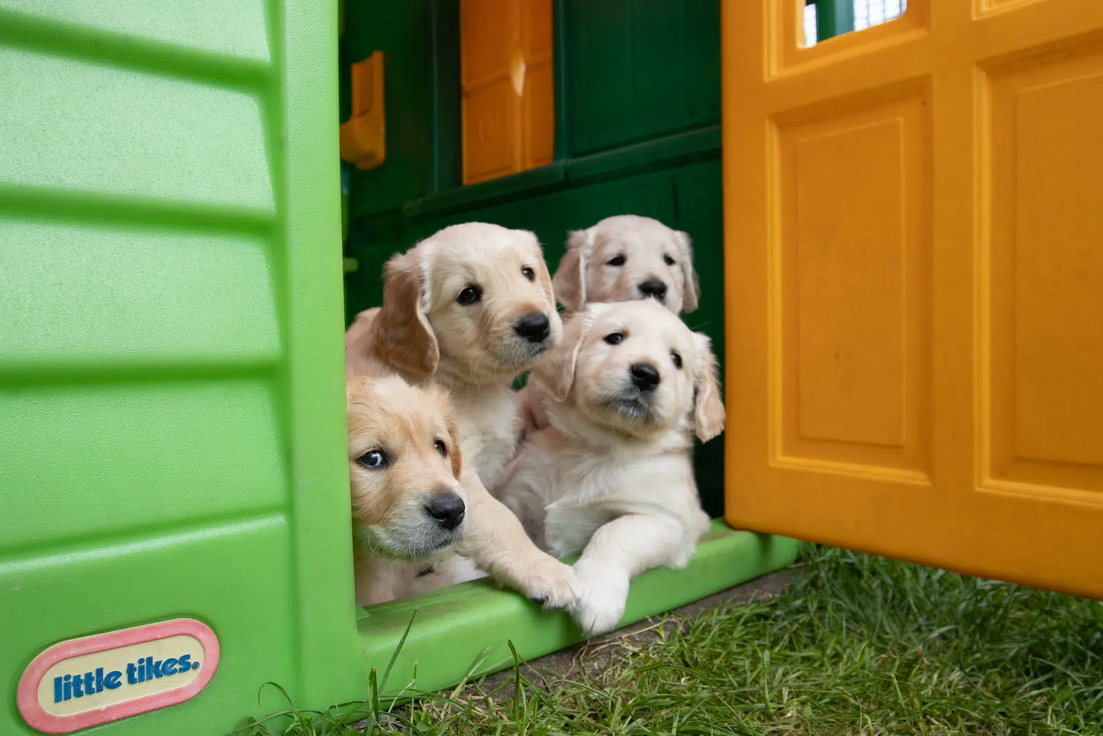 Chenil, box, enclos : quel est le meilleur pour mon chien ?