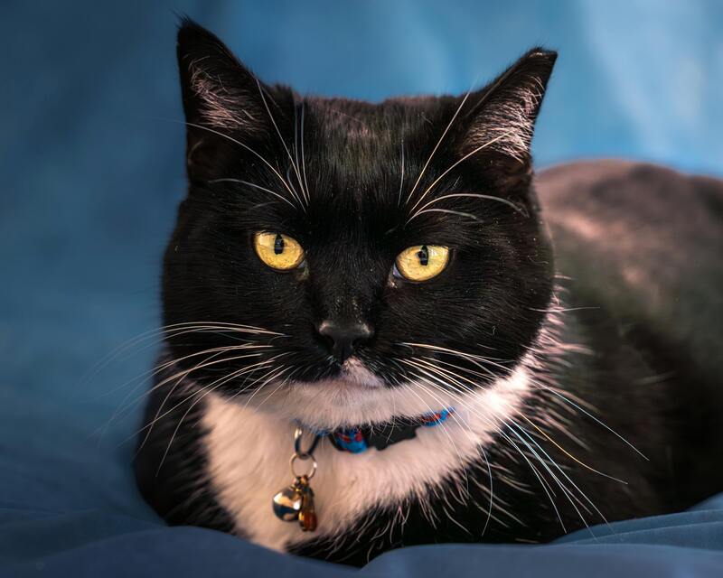 un chat d'intérieur