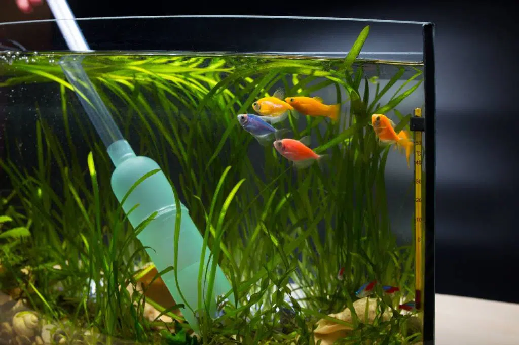 accessoires pour aquarium eau de mer 