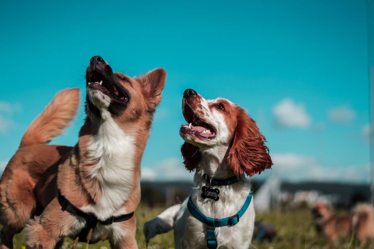 Les races de chiens : guide complet pour choisir le compagnon idéal