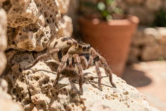Araignée Zoropsis spinimana sur un mur en pierre calcaire dans un jardin du sud de la France, détail macro des motifs caractéristiques